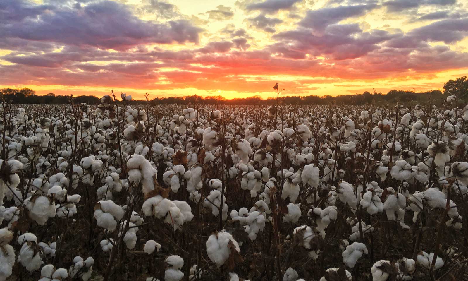 Grower Member Benefits Trust US Cotton Protocol