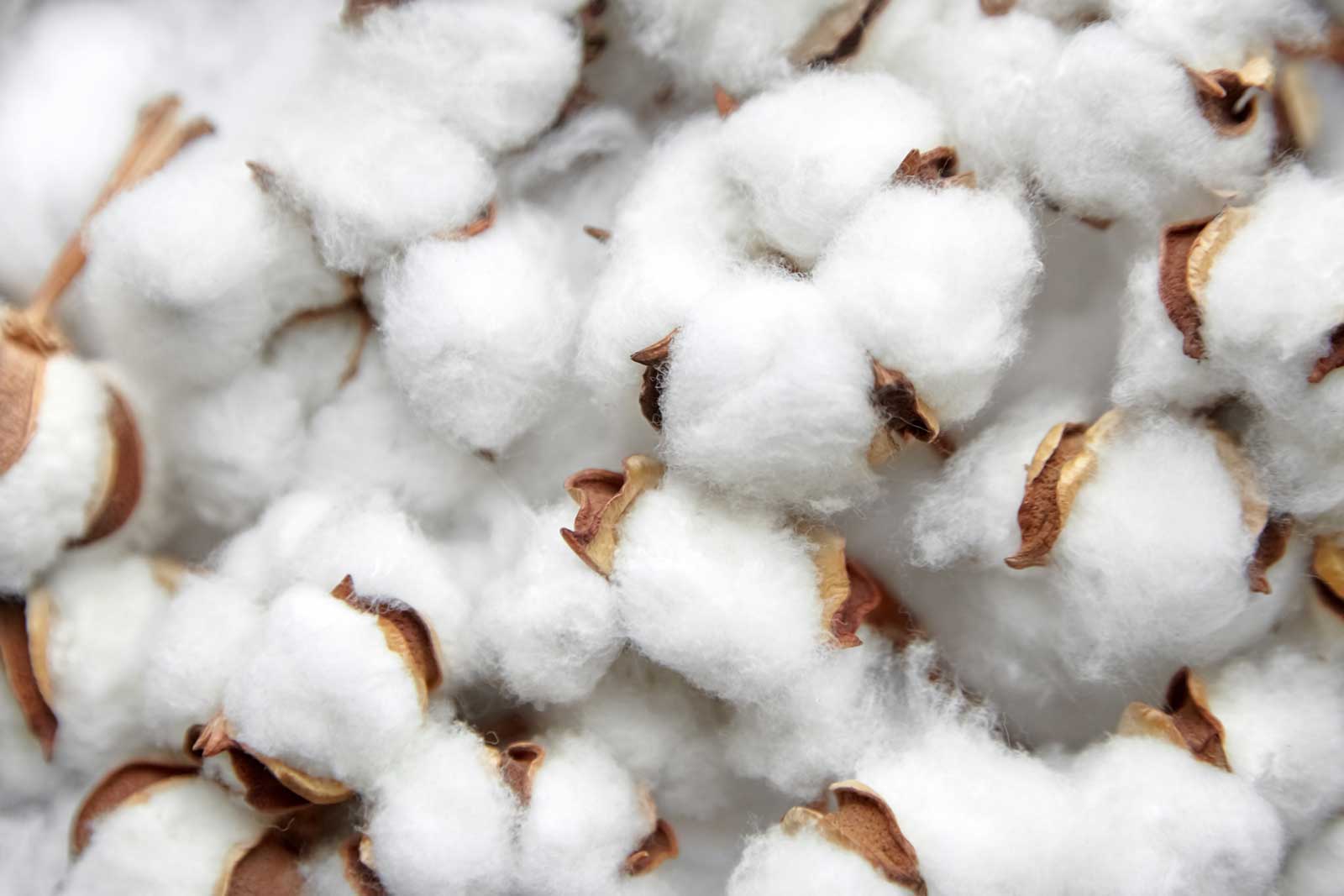 U.S. Cotton Trust Protocol joins the Cotton 2040’s platform and