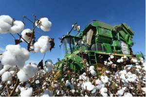 Photo at Marshall's Cotton Farm in Florida