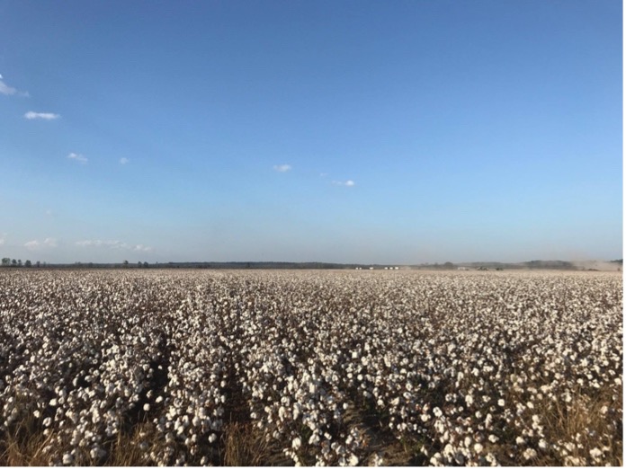 Photo of Taylor's Cotton Farm in Mississippi
