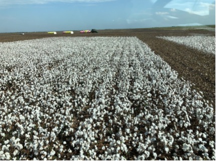 Photo of Debra Barrett's Cotton Farm in Texas