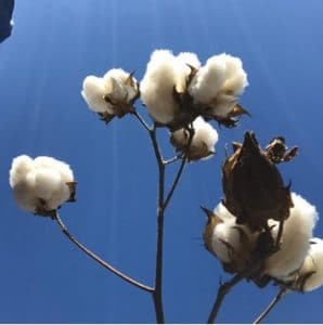 Photo of Barlow's Cotton Farm in Virginia