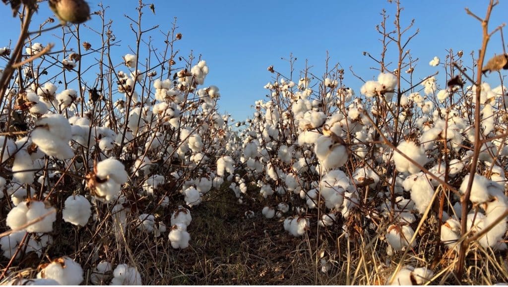 Home - Trust US Cotton Protocol
