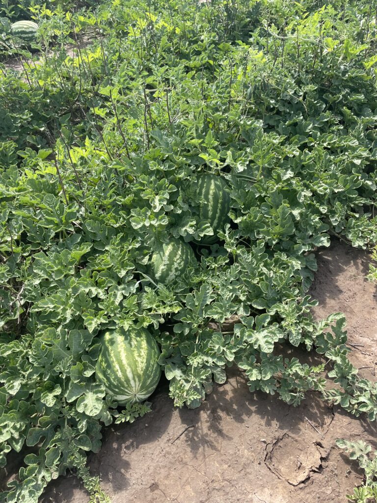 watermelon rotation