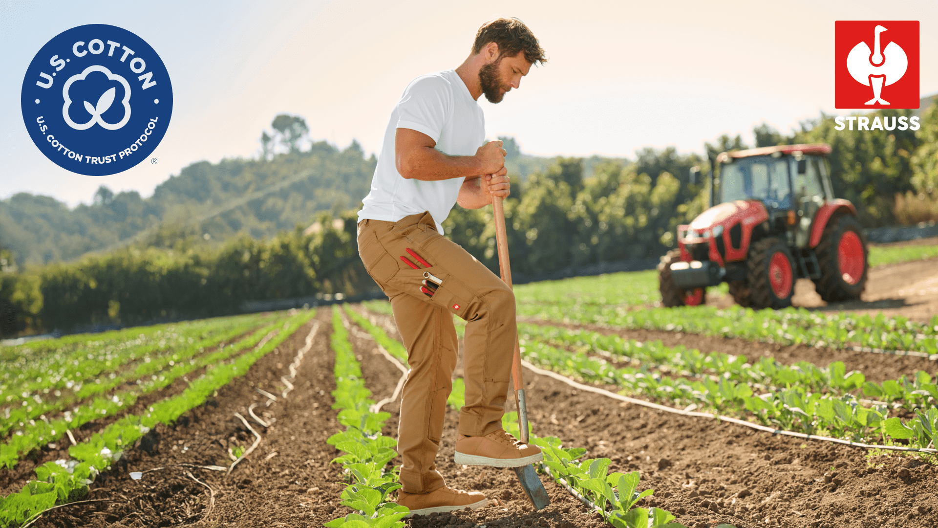 strauss member insights