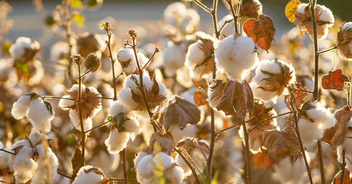 cotton-field-sunlight-iseal