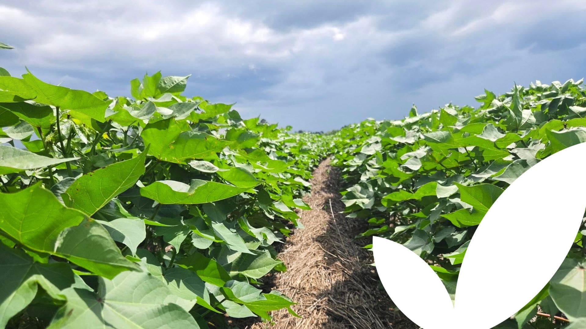 U.S. Cotton Trust Protocol Field Partner Pro